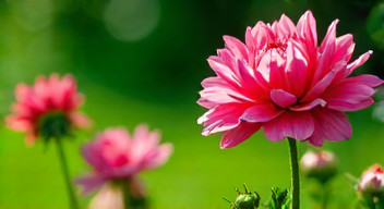 Die besten 8 Tipps bei der Gartenpflege